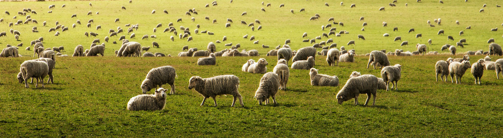 Merino wool T shirt made from New Zealand sheep wool.